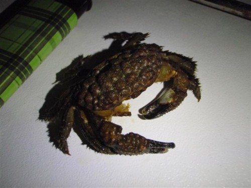 have igen 043 (Small).jpg