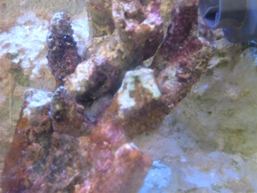 Billede 014 (Large).jpg