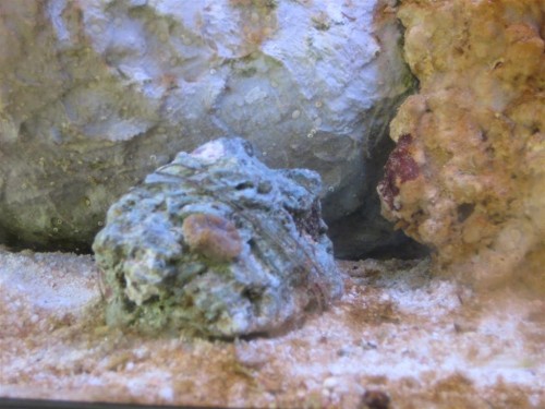 og hvad er det for en lille lilla koral som sider på stenen??