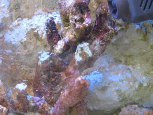 Billede 016 (Large).jpg