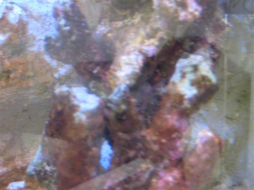 Billede 017 (Large).jpg