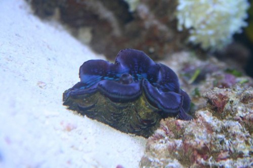 Tridacna maxima.JPG