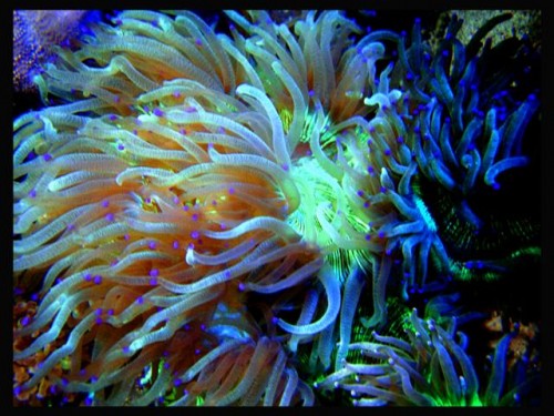 DecOcean (13).JPG