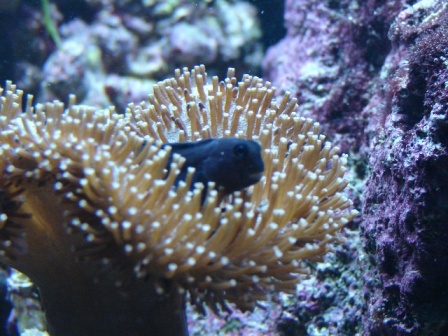 akvarie210409 (6).JPG