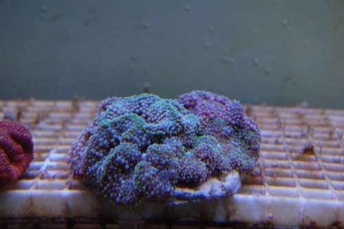DSC_0034.jpg