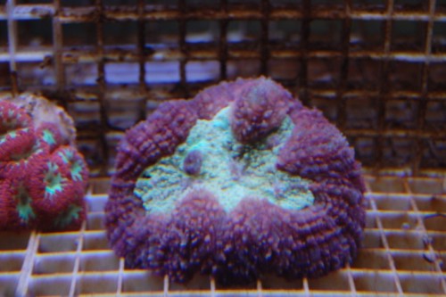 DSC_0036.jpg