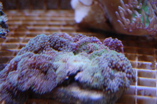 DSC_0042.jpg