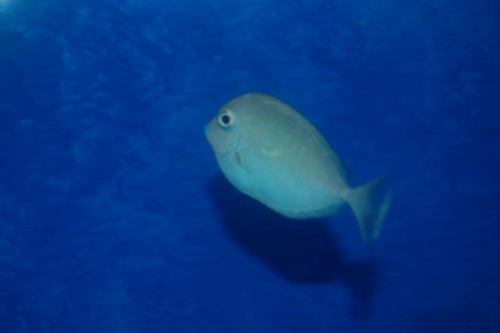 DSC_0066.jpg