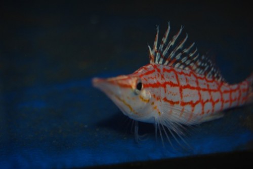 DSC_0074.jpg