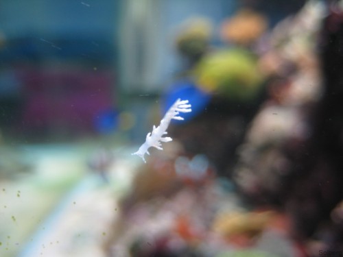 IMG_2645 [Forum].JPG