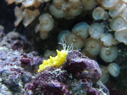 akvarie210409 (8).JPG