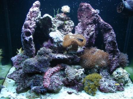 akvarie210409 (2).JPG