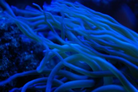 Anemone.jpg