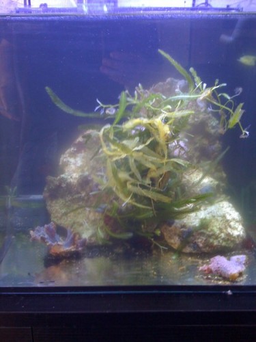 iphone 013 [Forum].JPG