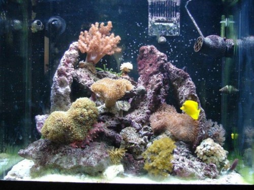 akvarie300409 (5)2.jpg