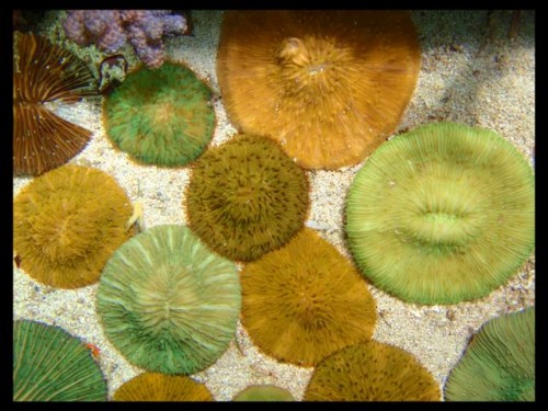 Decocean.JPG
