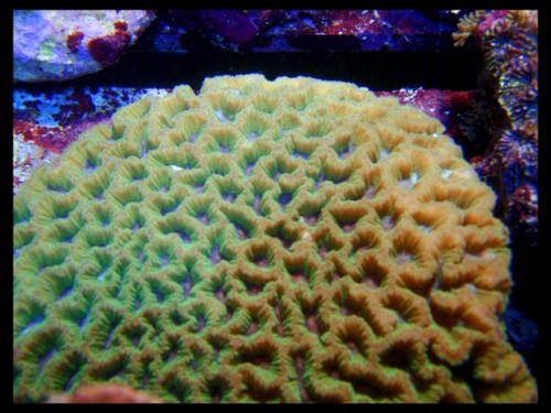 Decocean (8).JPG