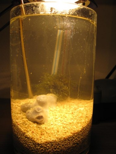 IMG_1966 (Large).JPG