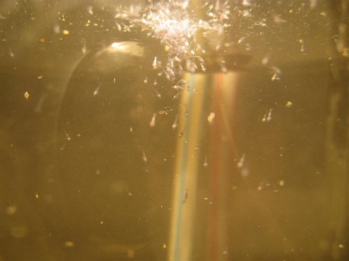 IMG_1965 (Large).JPG