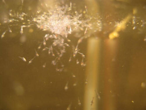 IMG_1968 (Large).JPG