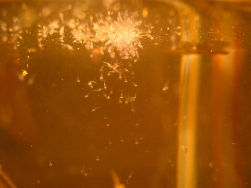 IMG_1971 (Large).JPG