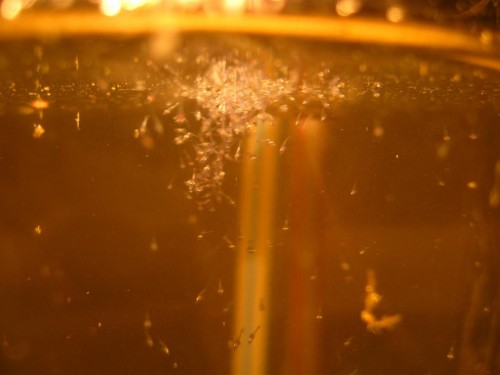 IMG_1970 (Large).JPG