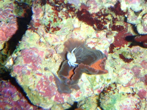 P5050498 (600 x 450).jpg