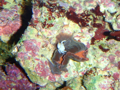 P5050499 (600 x 450).jpg