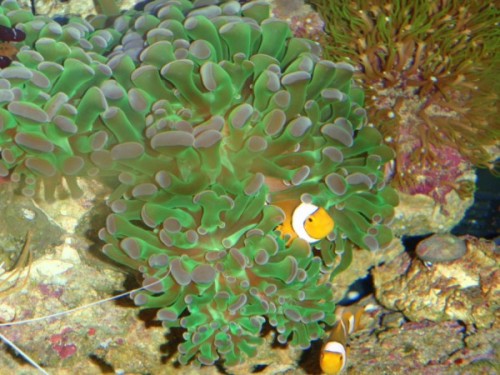 P5030483 (600 x 450).jpg