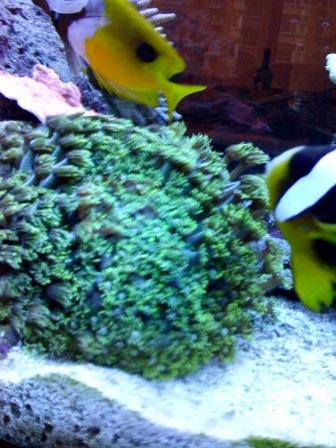 Goniopora 1.jpg