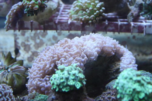 IMG_1750.JPG