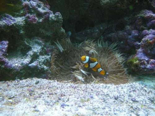 Amphiprion Percula.jpg