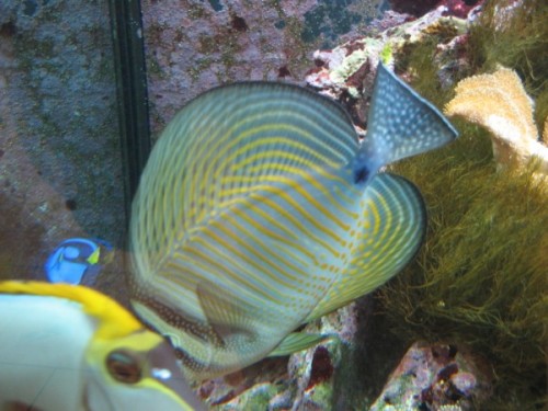 IMG_0574 (600 x 450).jpg