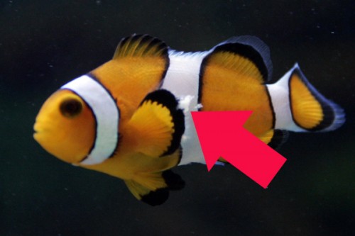 Svamp?