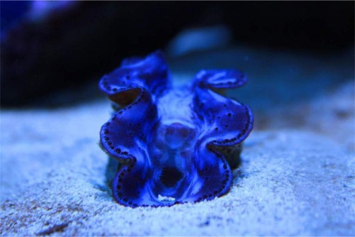 musling i blåt.jpg (76.69 KiB) Vist 1303 gange Musling i blåt