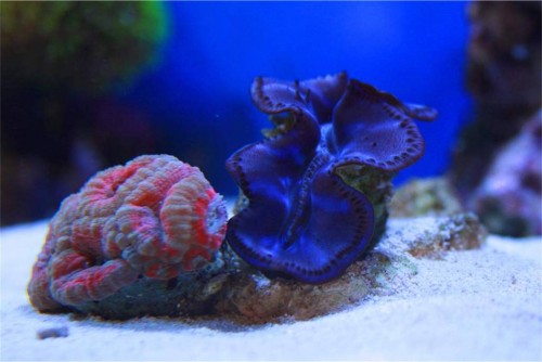 musling og acan.jpg (88.29 KiB) Vist 1300 gange Musling og Acan