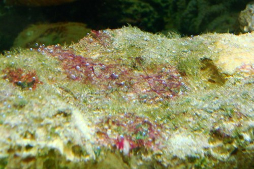 DSC03132.jpg