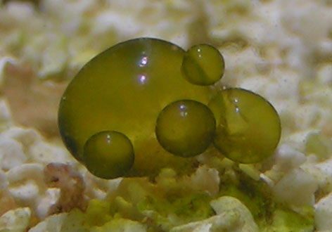 Valonia sp.jpg