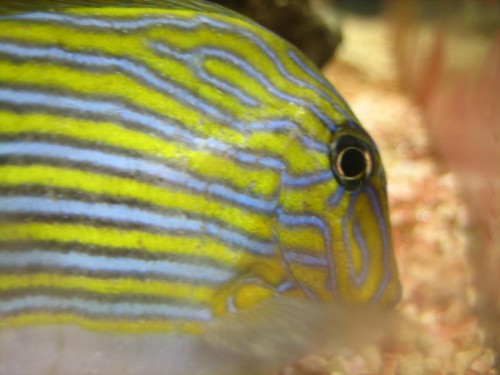 fisk 008.jpg