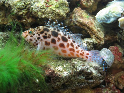 Her har vi så problemet (?)