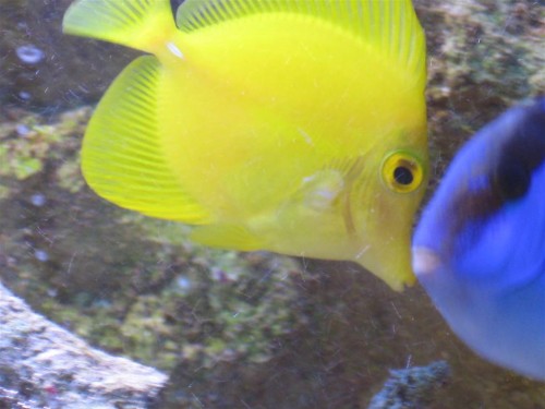 fisk og bløddyr 001 (Large).jpg