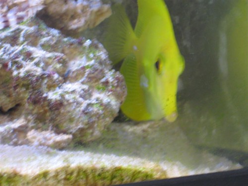 fisk og bløddyr 002 (Large).jpg