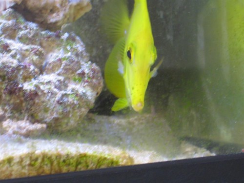 fisk og bløddyr 003 (Large).jpg