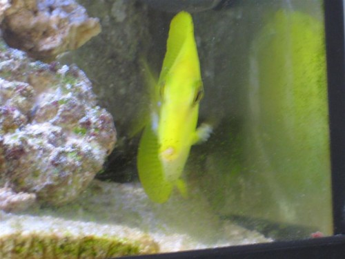 fisk og bløddyr 004 (Large).jpg