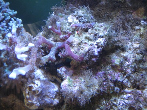 fisk og bløddyr 006 (Medium).jpg