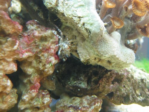 her et gammelt billede, hvor den ikke bærer noget