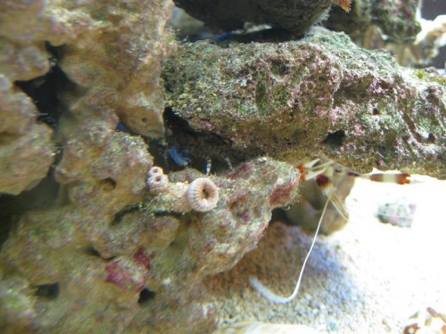 her igen med en skive