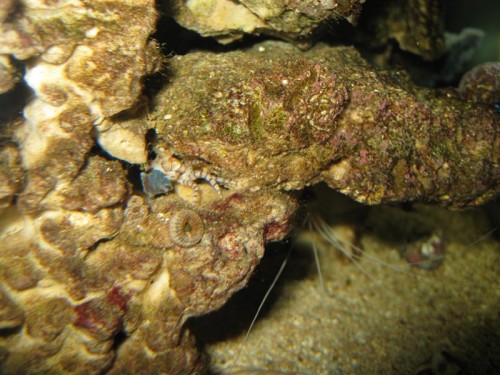 Jah her er den så (med skive). Ikke den nemmeste at få et ordenligt billede af:(