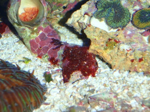 P5290558 (600 x 450).jpg