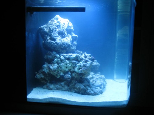 reef 007.jpg
